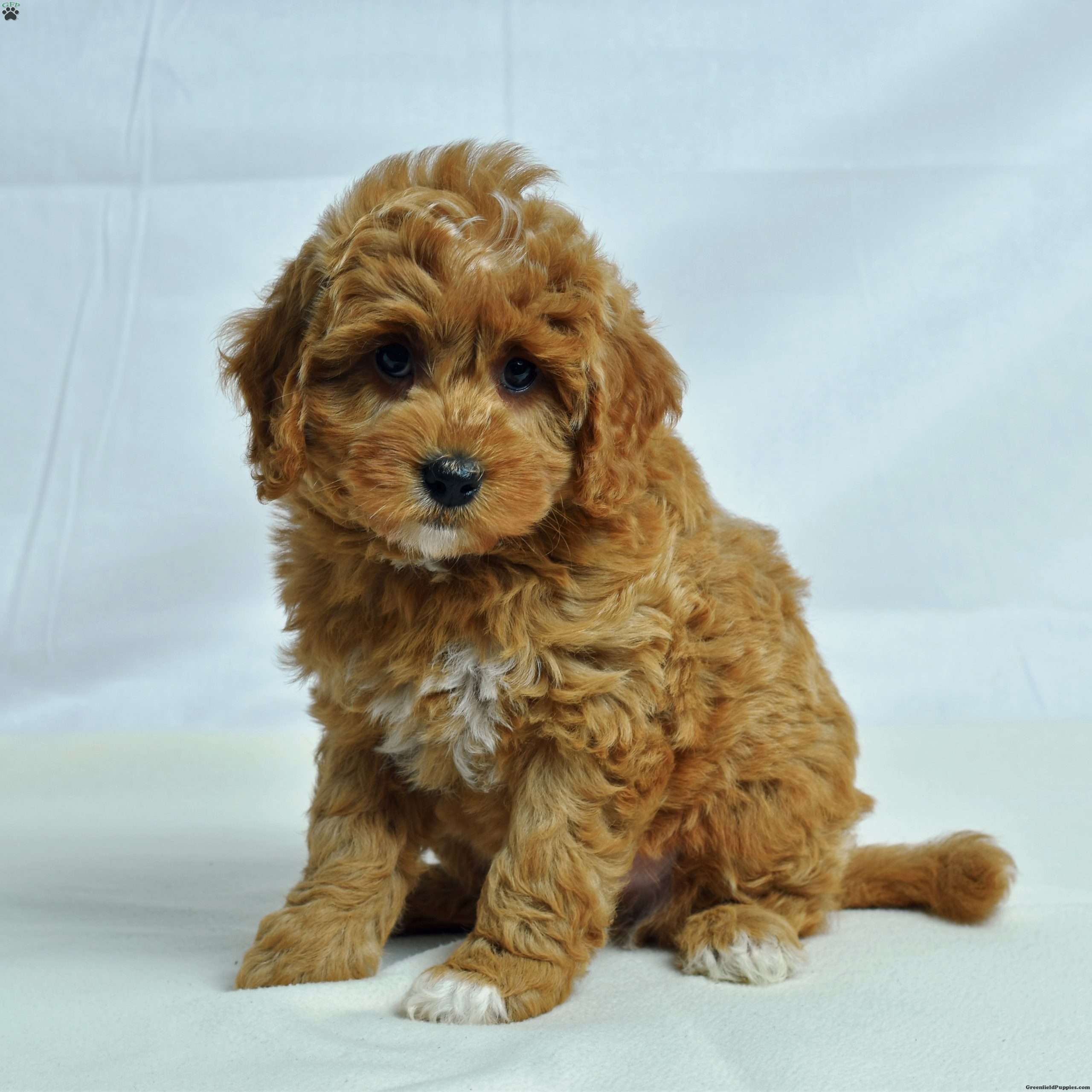 Iowa Cavapoo Puppy For Sale in Pennsylvania